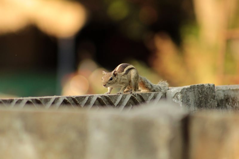 Squirrel in the forest